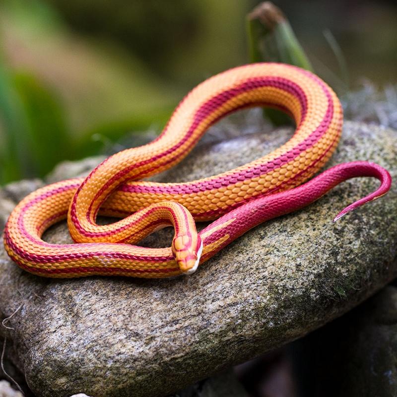 Safari Ltd Corn Snake