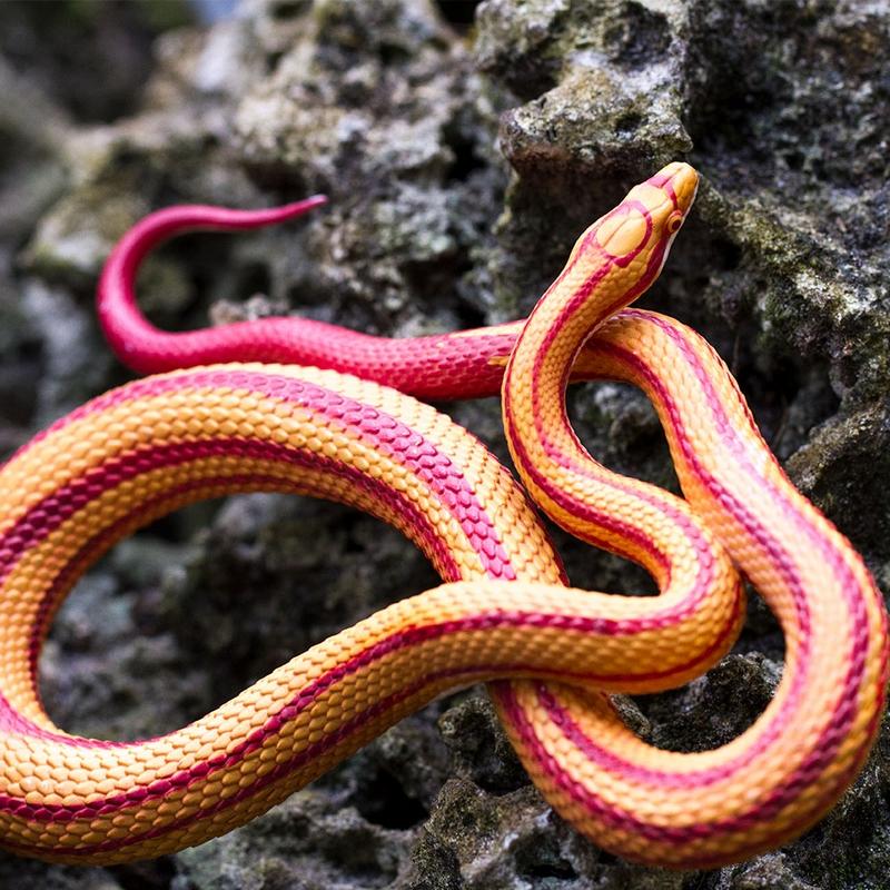 Safari Ltd Corn Snake