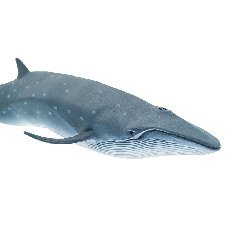 Safari Ltd Sei Whale