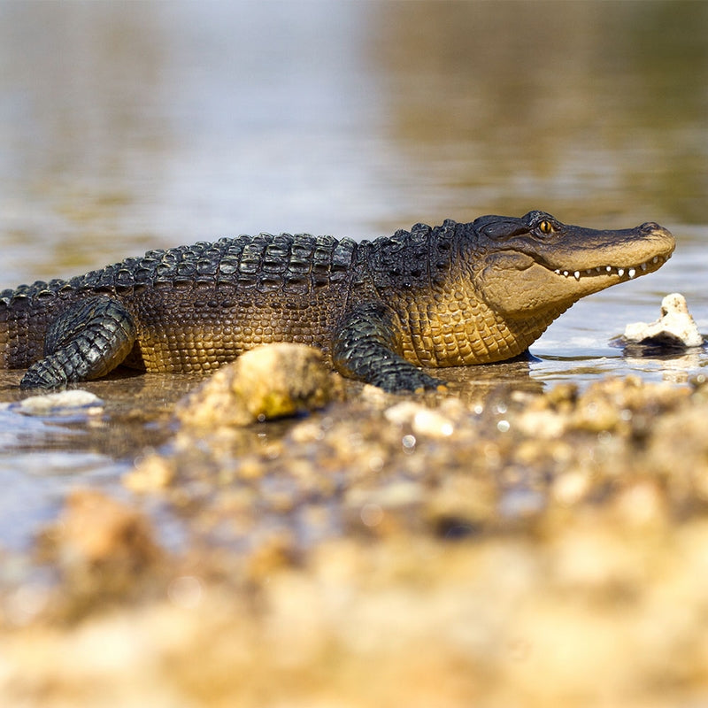 Safari Ltd Alligator