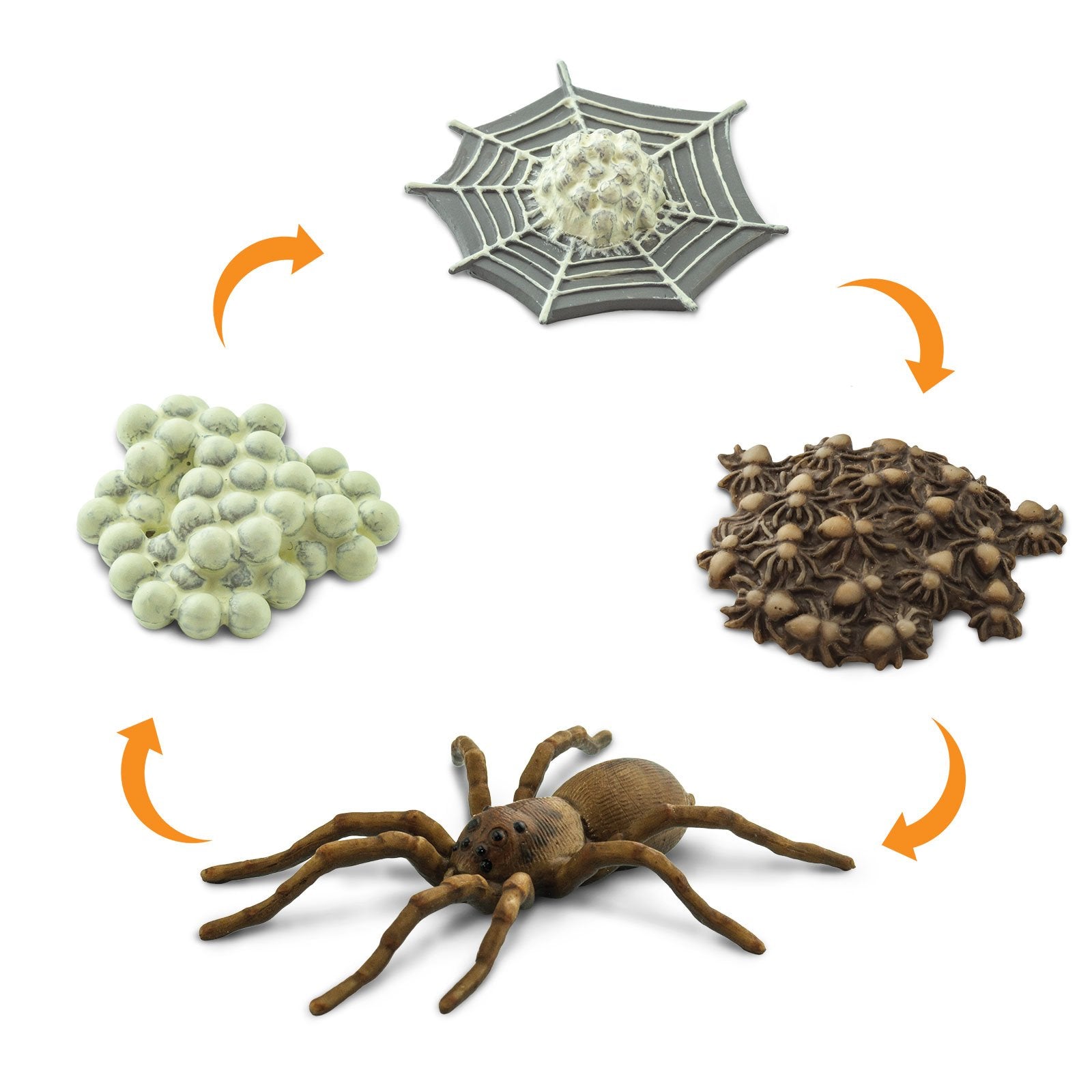 Safari Ltd Life Cycle of a Spider